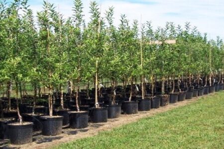 ۳۱ گونه نهال بومی در همدان تولید و کاشته می‌شود