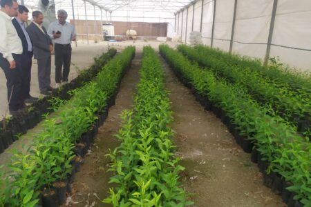 تولید بیش از ۳۵۰ هزار اصله نهال گردو و بادام در نهالستان اتحادیه شرکت های تعاونی تولیدی استان همدان 