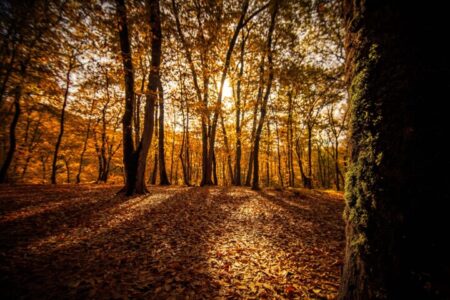 سرانه جنگل در همدان پایین تر از میانگین کشوری است