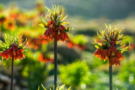 همدان قطب کشت گیاهان دارویی