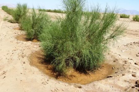 افتتاح نخستین خانه اطفاء حریق کبودراهنگ در روستای قلی‌آباد