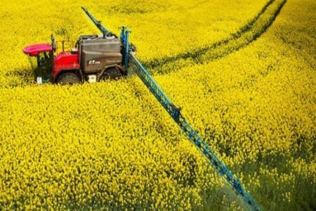 برداشت کلزا از مزارع همدان آغاز شد