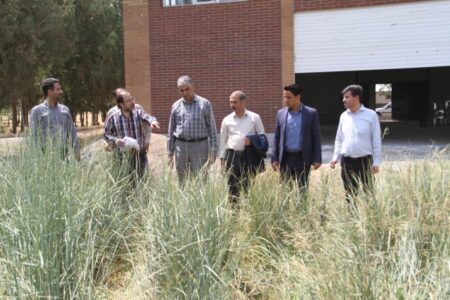 بازدید مدیرکل دفتر امور بیابان سازمان منابع طبیعی و آبخیزداری کشور از طرح‌های بیابان‌زدایی استان همدان