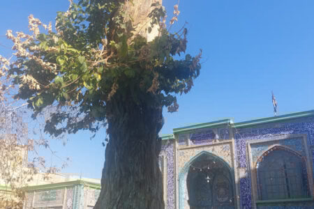 معاون میراث‌فرهنگی همدان: جزئیات تازه درباره درخت کهنسال شاهزاده حسین(ع)