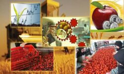 تعامل دانشگاه و جهاد کشاورزی؛ کلید تامین امنیت غذایی پایدار همدان در سایه بحران آب