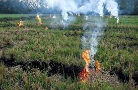 هشدار جدی رییس سازمان جهاد کشاورزی همدان: سوزاندن بقایای گیاهی «قاتل خاموش» خاک و کشاورزی پایدار است