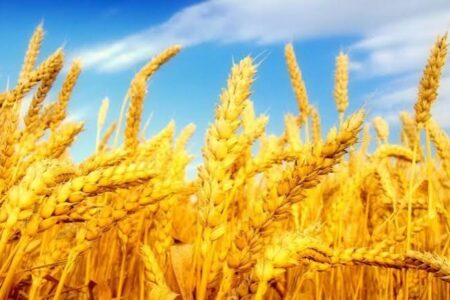 آغاز برداشت گندم از ۴۳۵ هزار هکتار اراضی همدان