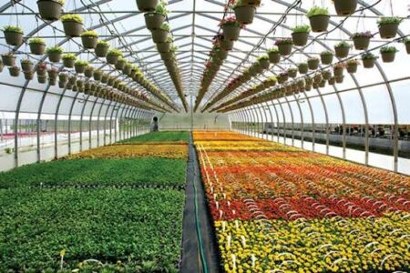 صادرات ۴۰ هزار تن محصولات گلخانه‌ای استان هدف‌گذاری شد