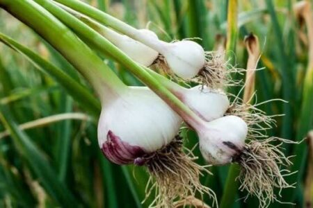 موسیر همدان راهی صنایع بزرگ کشاورزی میشود