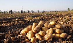 برنامه‌ریزی برای تأمین و توزیع مستمر سیب‌زمینی مورد نیاز بازار همدان