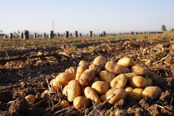برنامه‌ریزی برای تأمین و توزیع مستمر سیب‌زمینی مورد نیاز بازار همدان